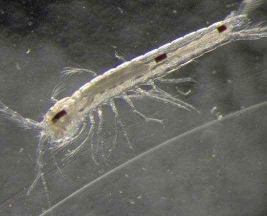 Eine neue Tierart wurde im Calanques-Nationalpark entdeckt