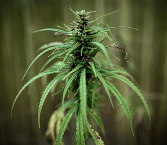 Fast 780 kg Cannabis von Zollbeamten zwischen Spanien und Frankreich abgefangen