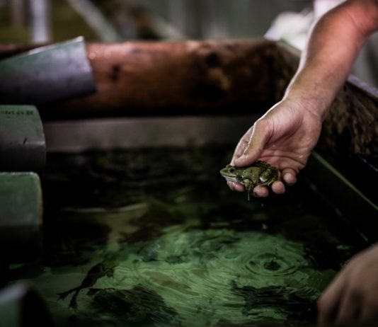 Die französischen Froschzüchter versuchen, den lokalen Markt zu knacken