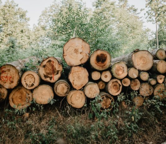 Hohe Pyrenäen: Mehr als 20.000 m3 Wald zerstört nach Sturm Barbara