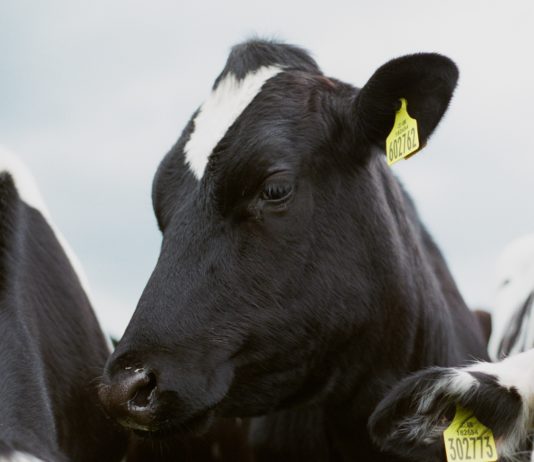 Covid-19: Die Pariser Landwirtschaftsausstellung 2021 wird abgesagt