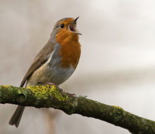 Umwelt: Mehr als 80% der natürlichen Lebensräume Europas sind in einem schlechten Zustand.