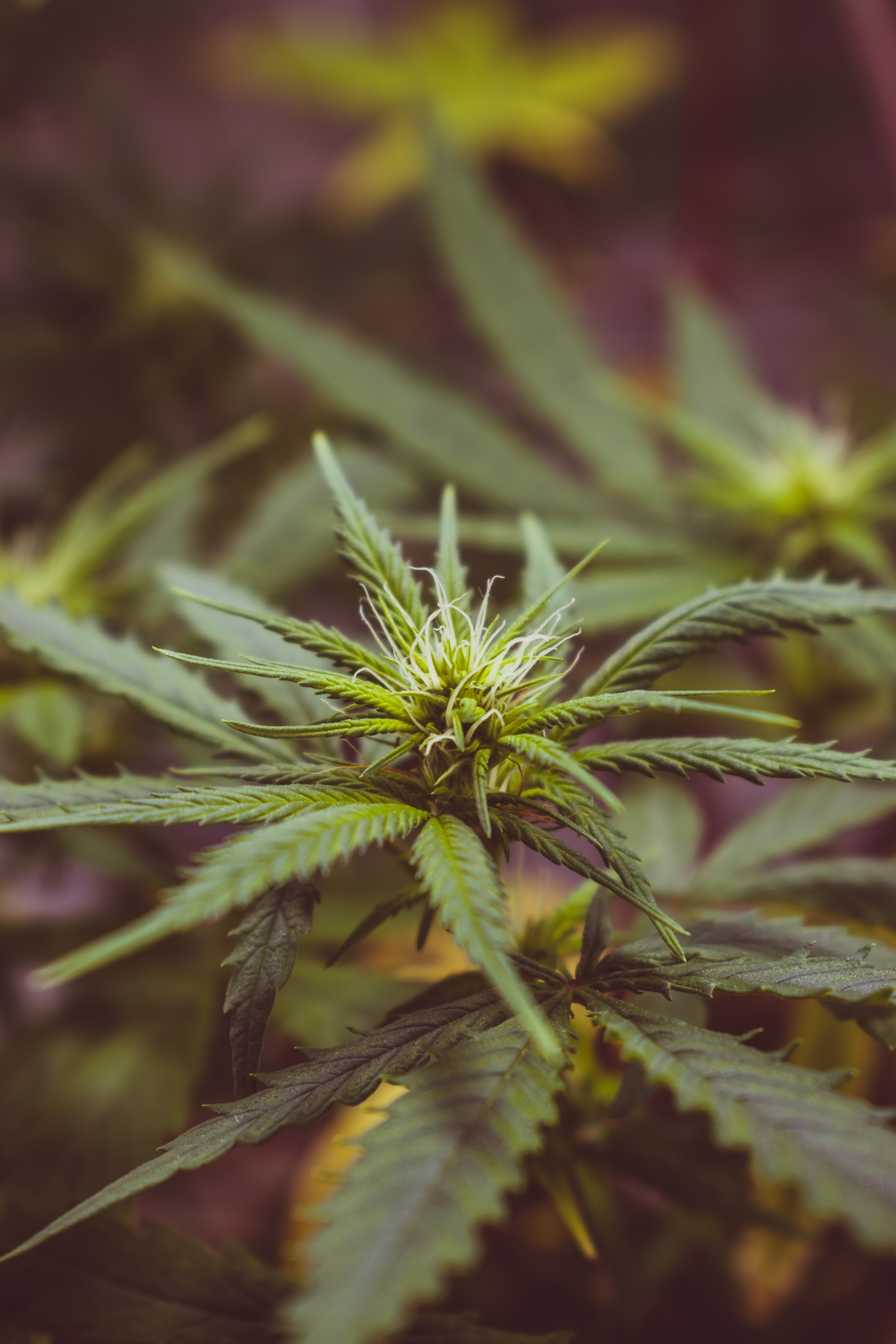 Coulommiers: Sechs Kilo Cannabiskraut in Familienbesitz beschlagnahmt