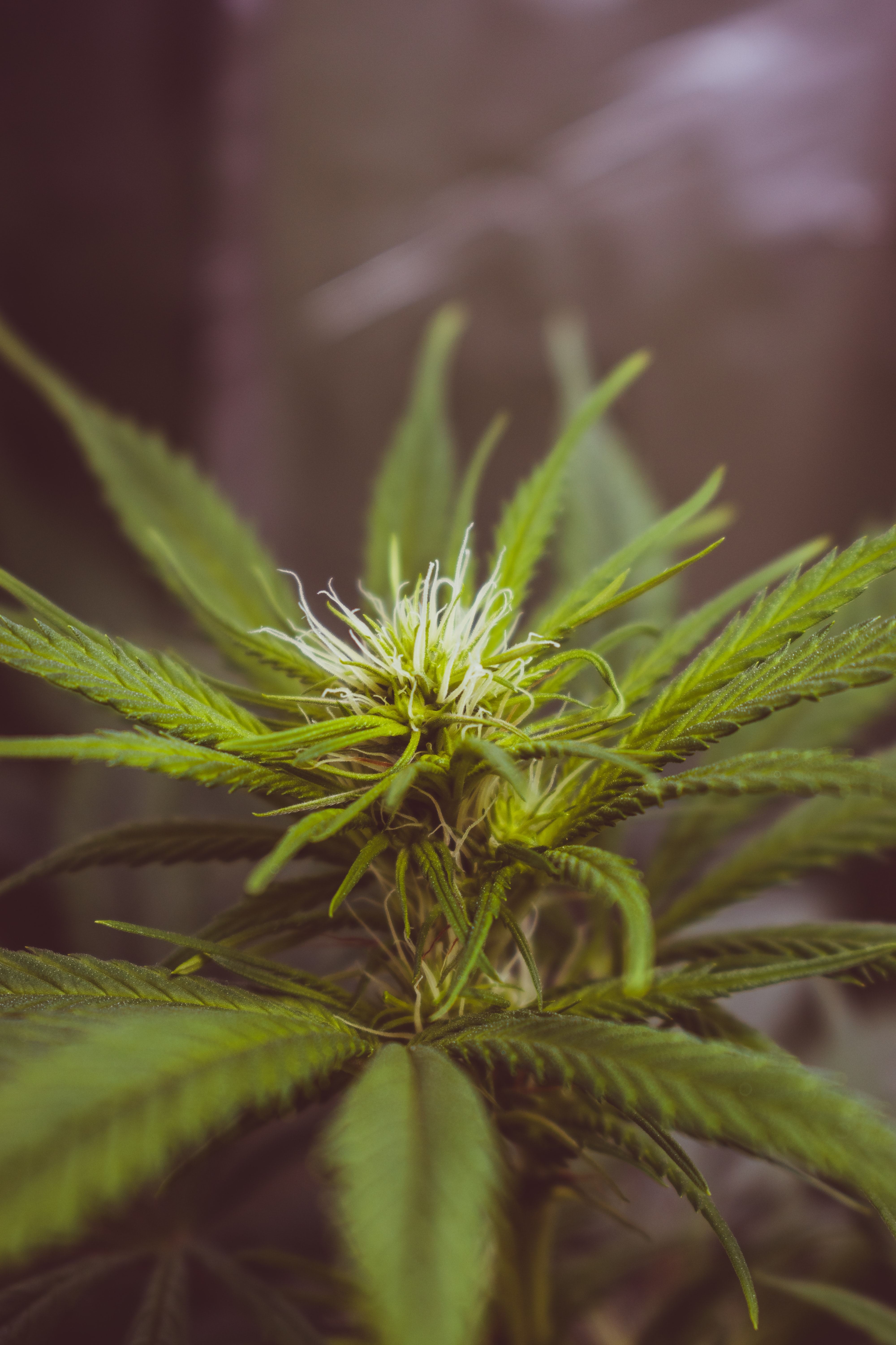 Hérault: Eine 300-Pflanzen-Cannabisplantage mitten im Wald entdeckt