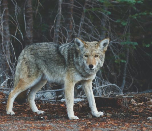 Sieben schwarze Kanada-Wölfe werden am Dienstag nach der Zerstörung ihres Geheges im Alpha-Tierpark im Mercantour-Park oberhalb von Nizza gesucht, teilte das französische Amt für biologische Vielfalt (OFB) mit.