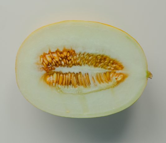 In Frankreich befällt ein neues Virus Zucchini, Gurken und Melonen