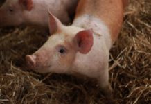 Ein weiteres Coronavirus, das von Schweinen stammt, könnte auf Menschen übertragen werden…