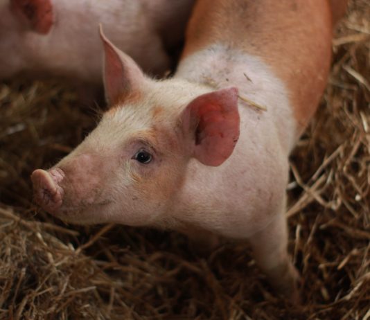 Ein weiteres Coronavirus, das von Schweinen stammt, könnte auf Menschen übertragen werden…