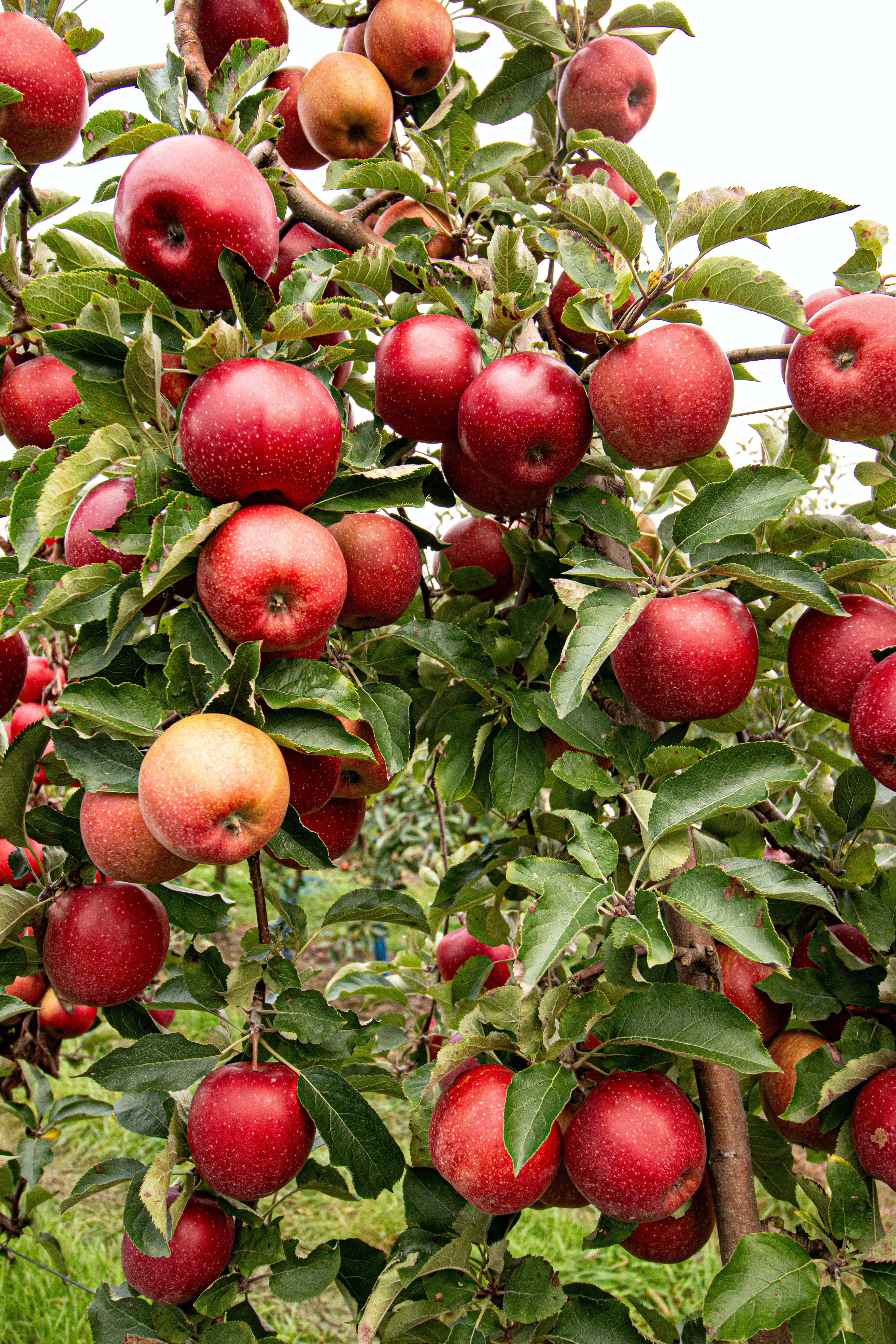 Cidre: Die Apfelernte verspricht besser zu sein als der Verkauf