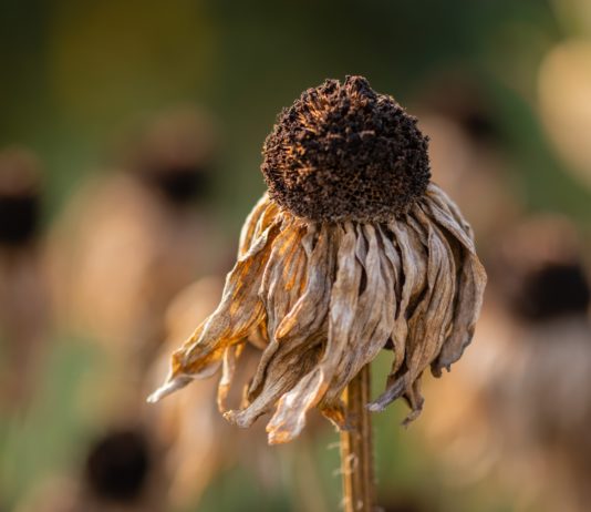 September 2020, der heißeste September aller Zeiten