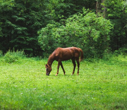 Vaucluse: eine Stute in Lagarde d’Apt getötet