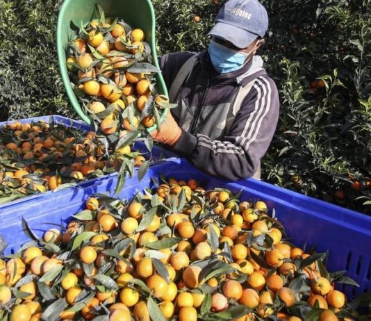 Covid-19 auf Korsika: Drei Tonnen Clementinen für das Gesundheitspersonal in Ajaccio, Bastia und Corte