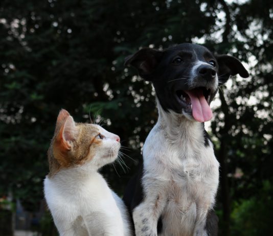 Coronavirus: sollten wir auch unsere Haustiere impfen?