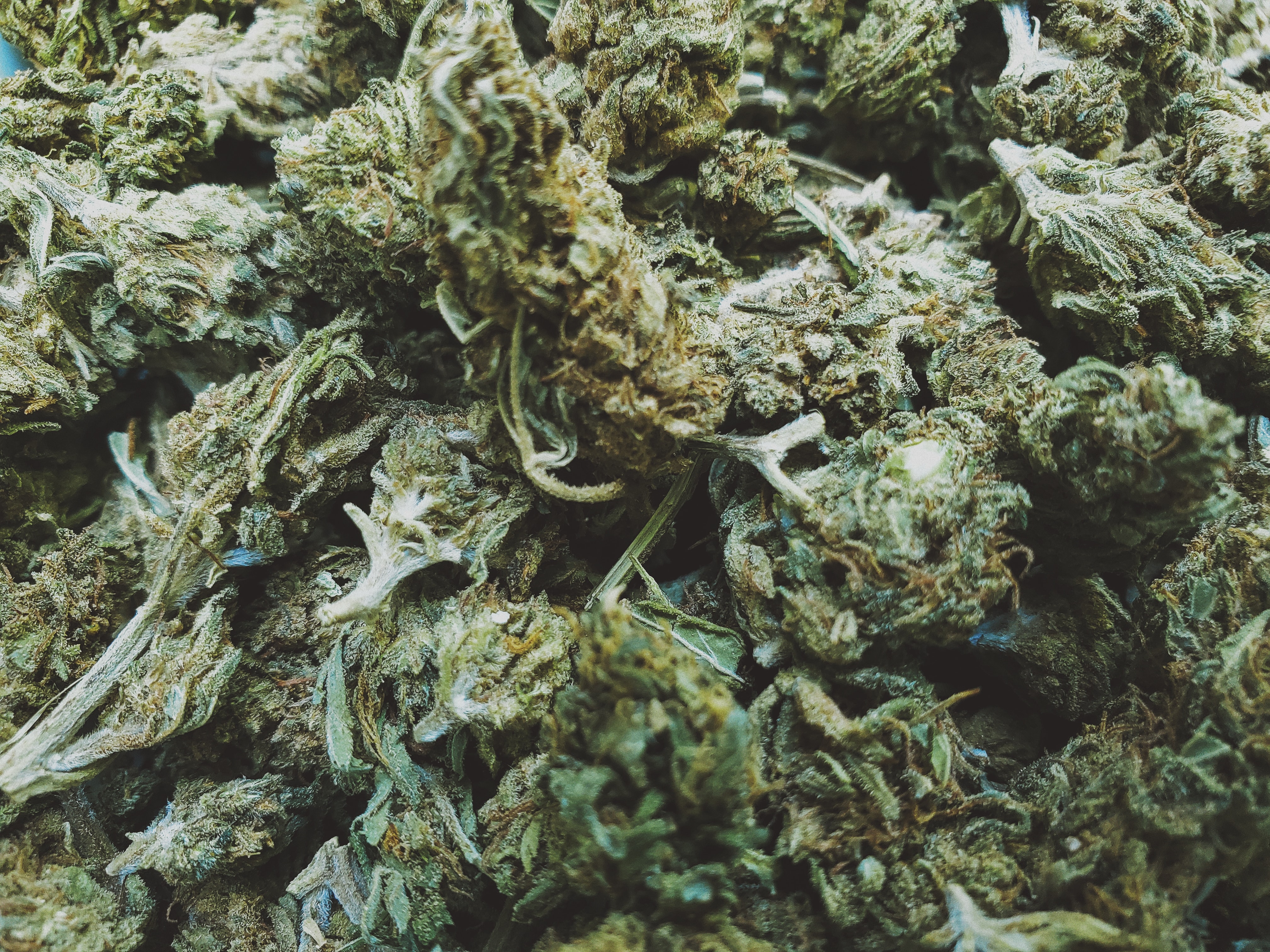 Cannabis: Fast 1,4 Tonnen Gras in zwei Wochen von Zollbeamten in Perthus beschlagnahmt