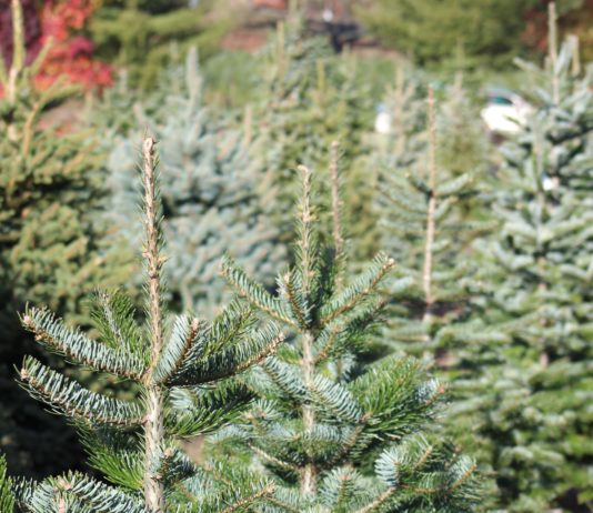 Weihnachtsbäume sollen trotz des Lockdowns verkauft werden dürfen