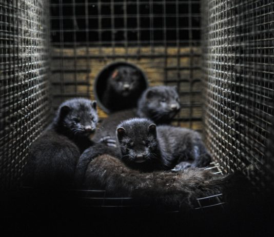 Covid-19: 1000 Nerze werden getötet