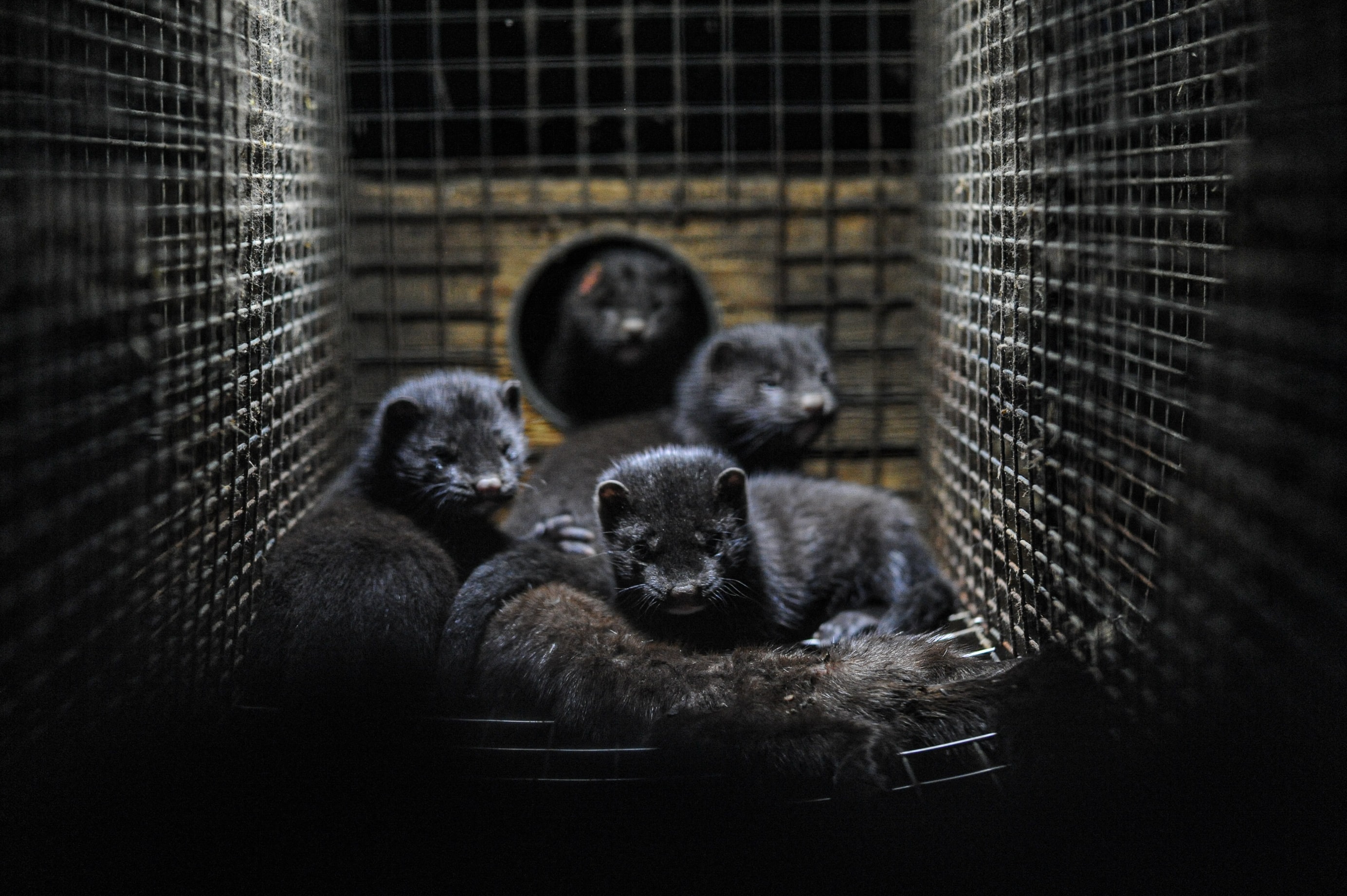 Covid-19: 1000 Nerze werden getötet