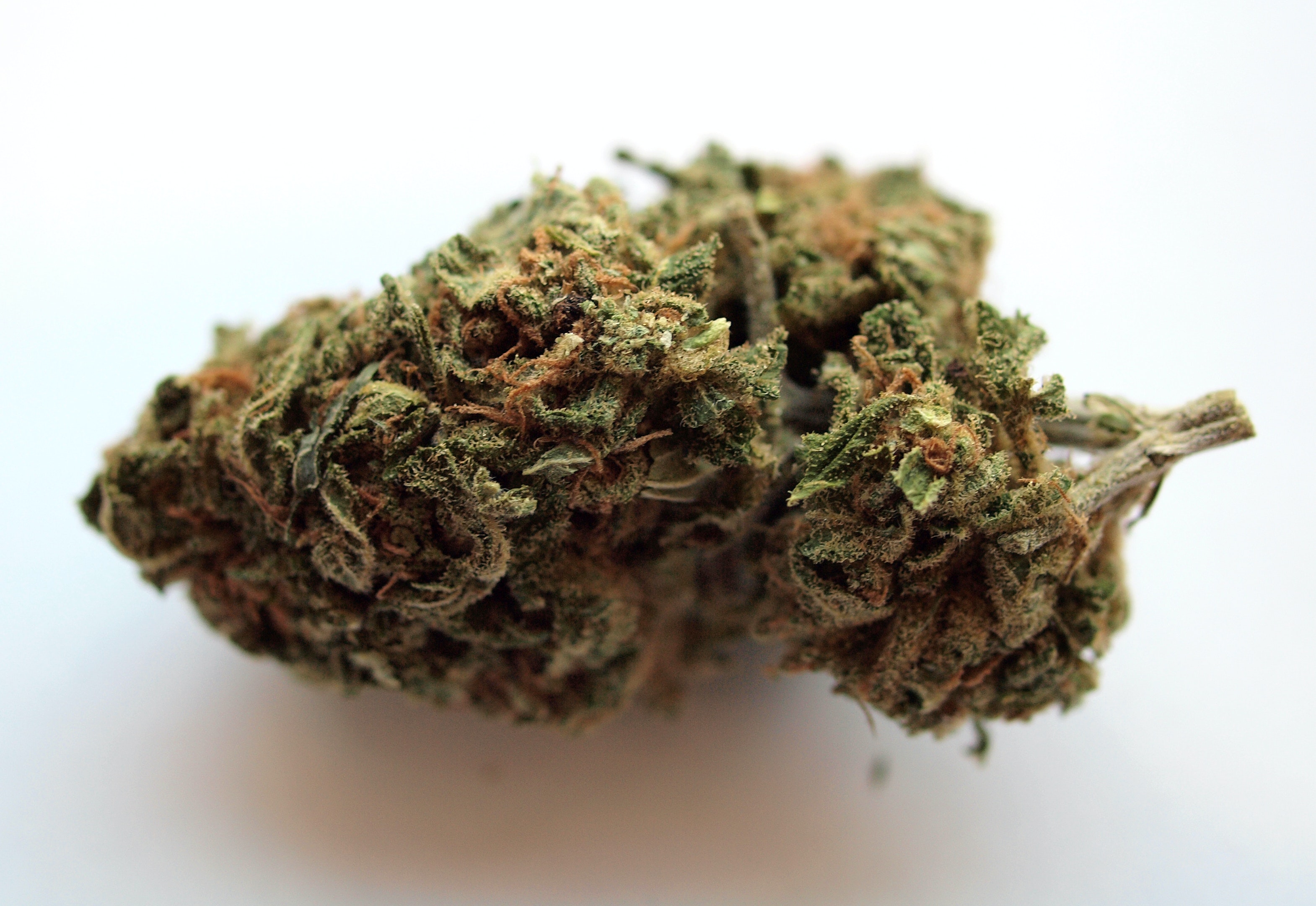 In der Nähe von Dijon: mehr als anderthalb Tonnen Cannabis auf einem spanischen Lastwagen beschlagnahmt