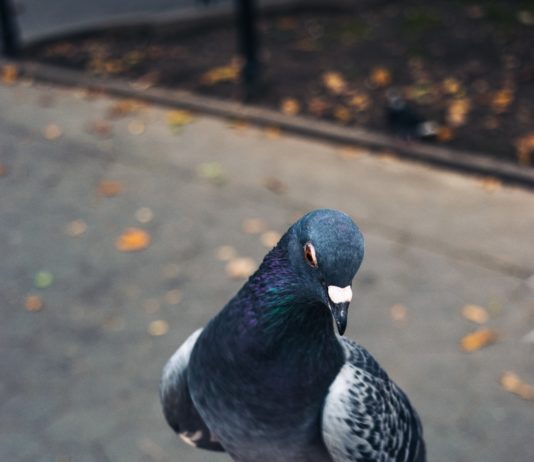 Eine Brieftaube wurde für 1,6 Millionen Euro verkauft, ein neuer Weltrekord