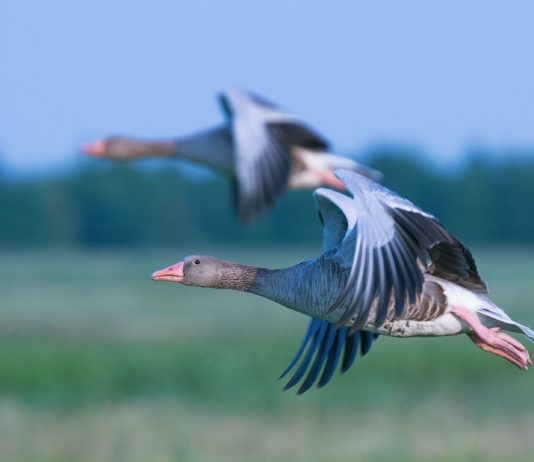 Vogelgrippe: Frankreich schreibt „Lockdown“ für Geflügel in 45 Departements vor
