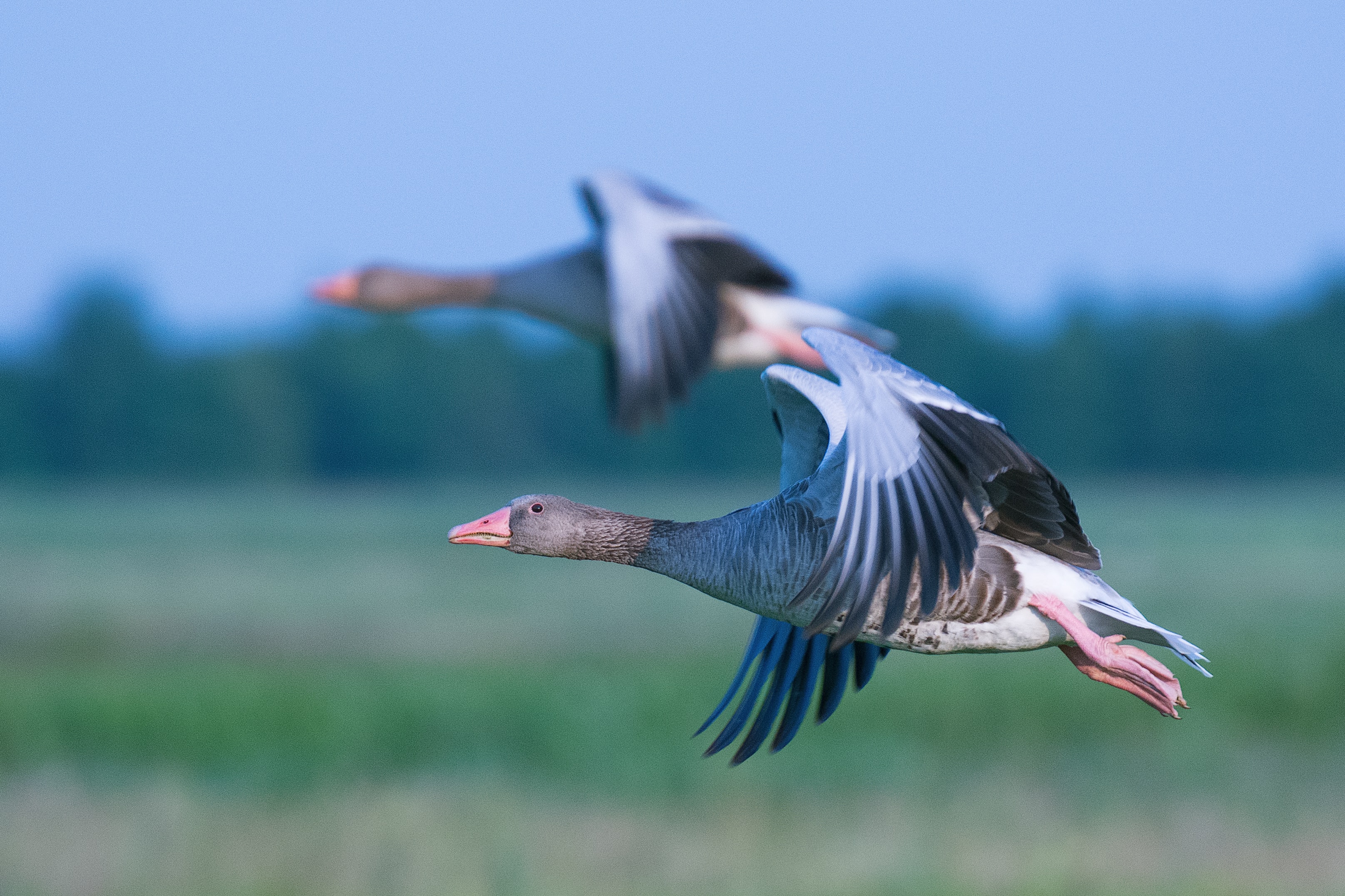 Vogelgrippe: Frankreich schreibt "Lockdown" für Geflügel in 45 Departements vor