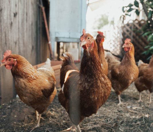 Vogelgrippe: ein erster Fall in Haute-Corse festgestellt