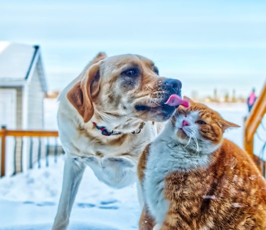 Hund, Katze oder Nerz: Tiere spielen keine Rolle bei der Verbreitung von Covid-19