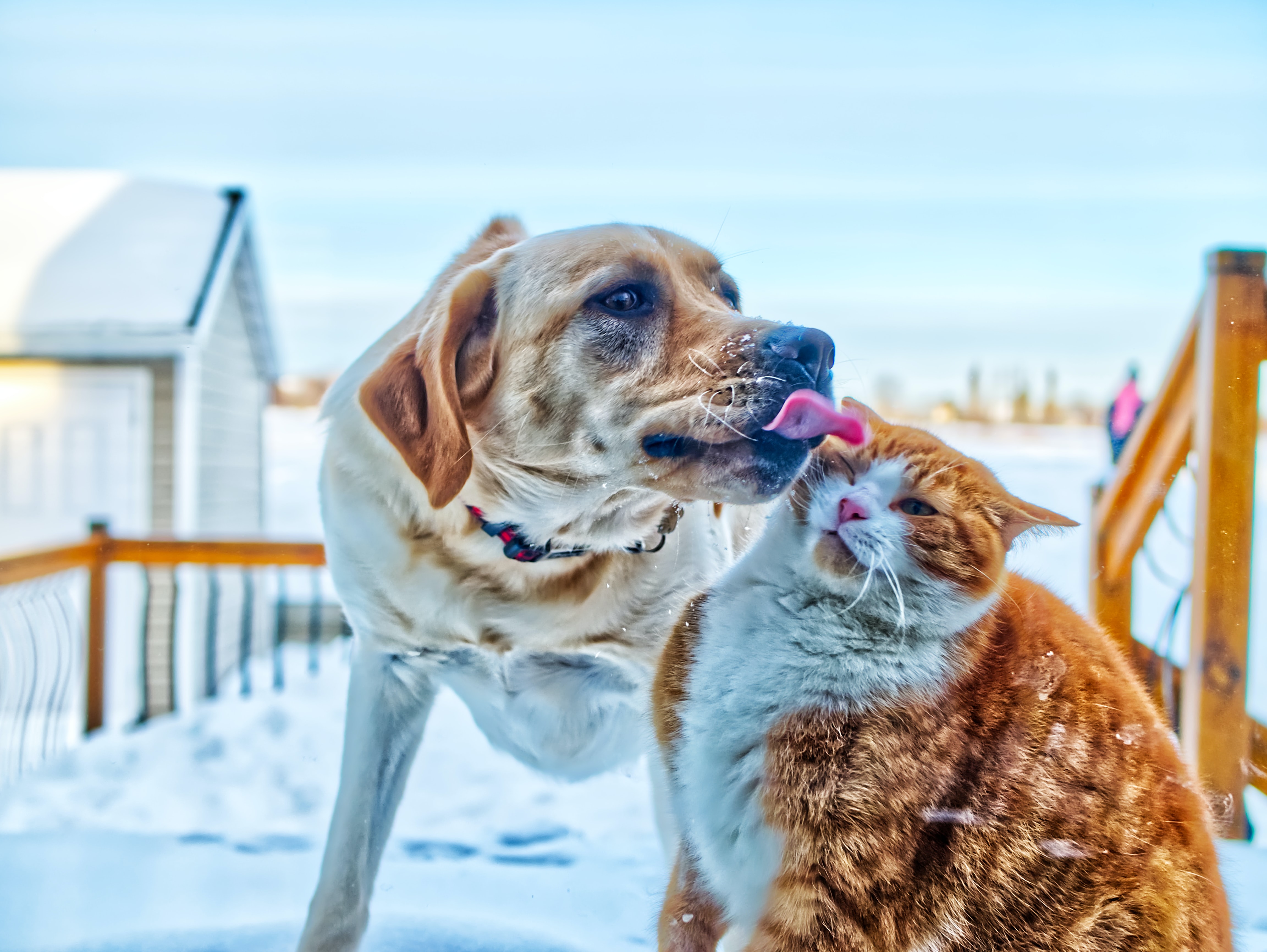 Hund, Katze oder Nerz: Tiere spielen keine Rolle bei der Verbreitung von Covid-19