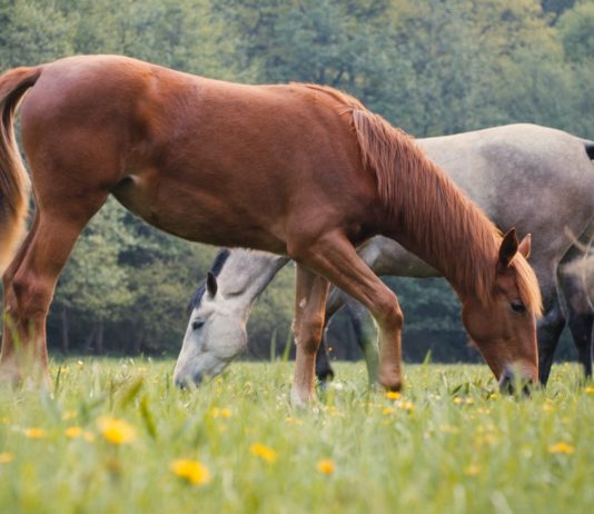 Pferdeverstümmelungen: Erste Ergebnisse der Untersuchung