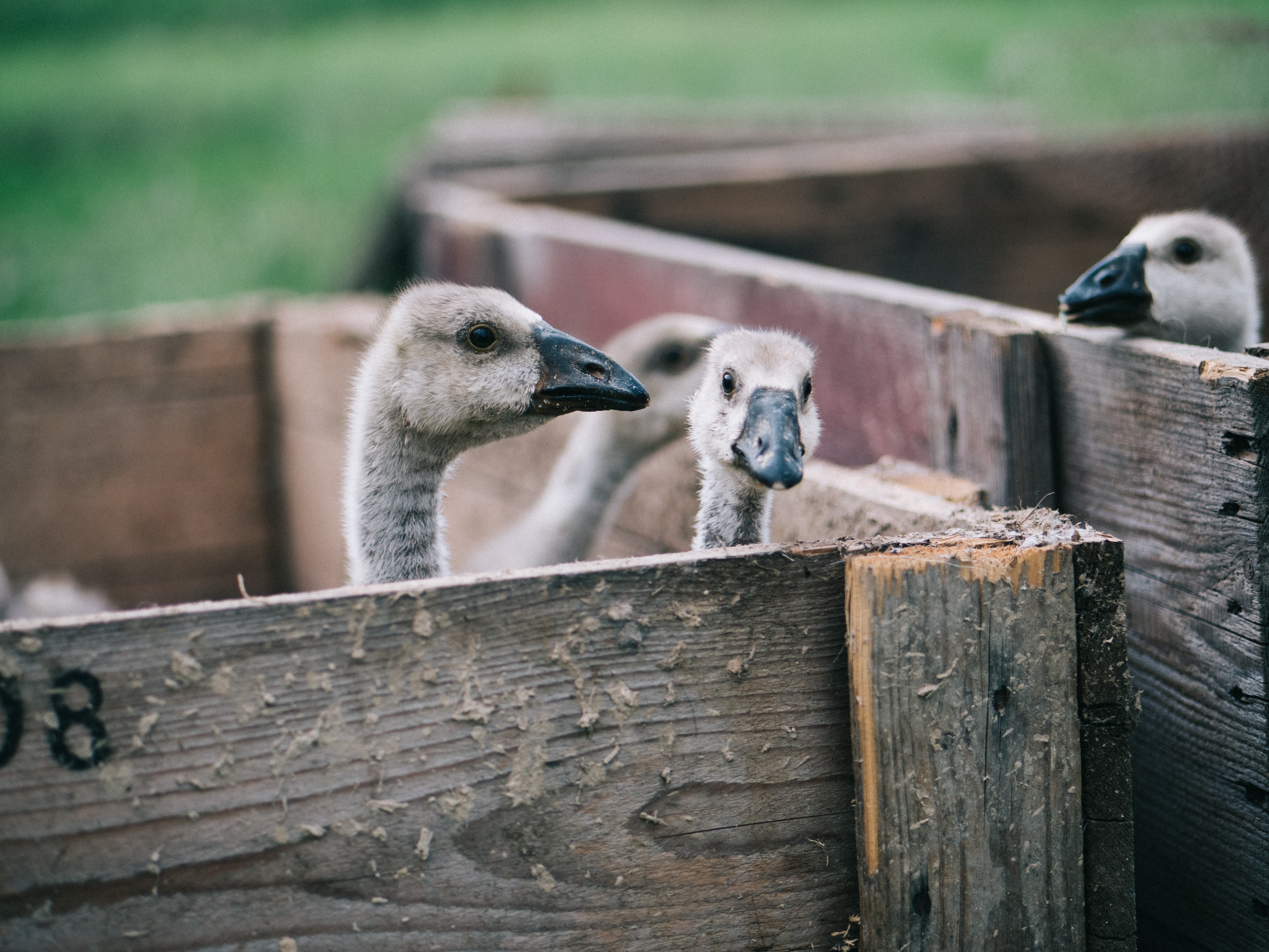 Vogelgrippe: eine zweite Entenfarm in der Region Les Landes in Frankreich verseucht
