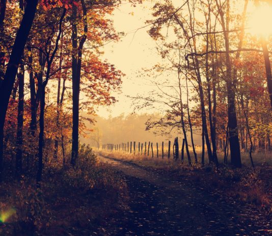 Wetter 2020: Der wärmste jemals auf der Welt gemessene November