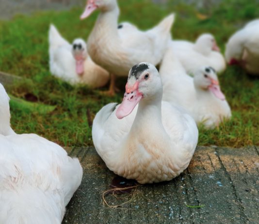 Vogelgrippe: Zwei neue Betriebe in Westfrankreich betroffen