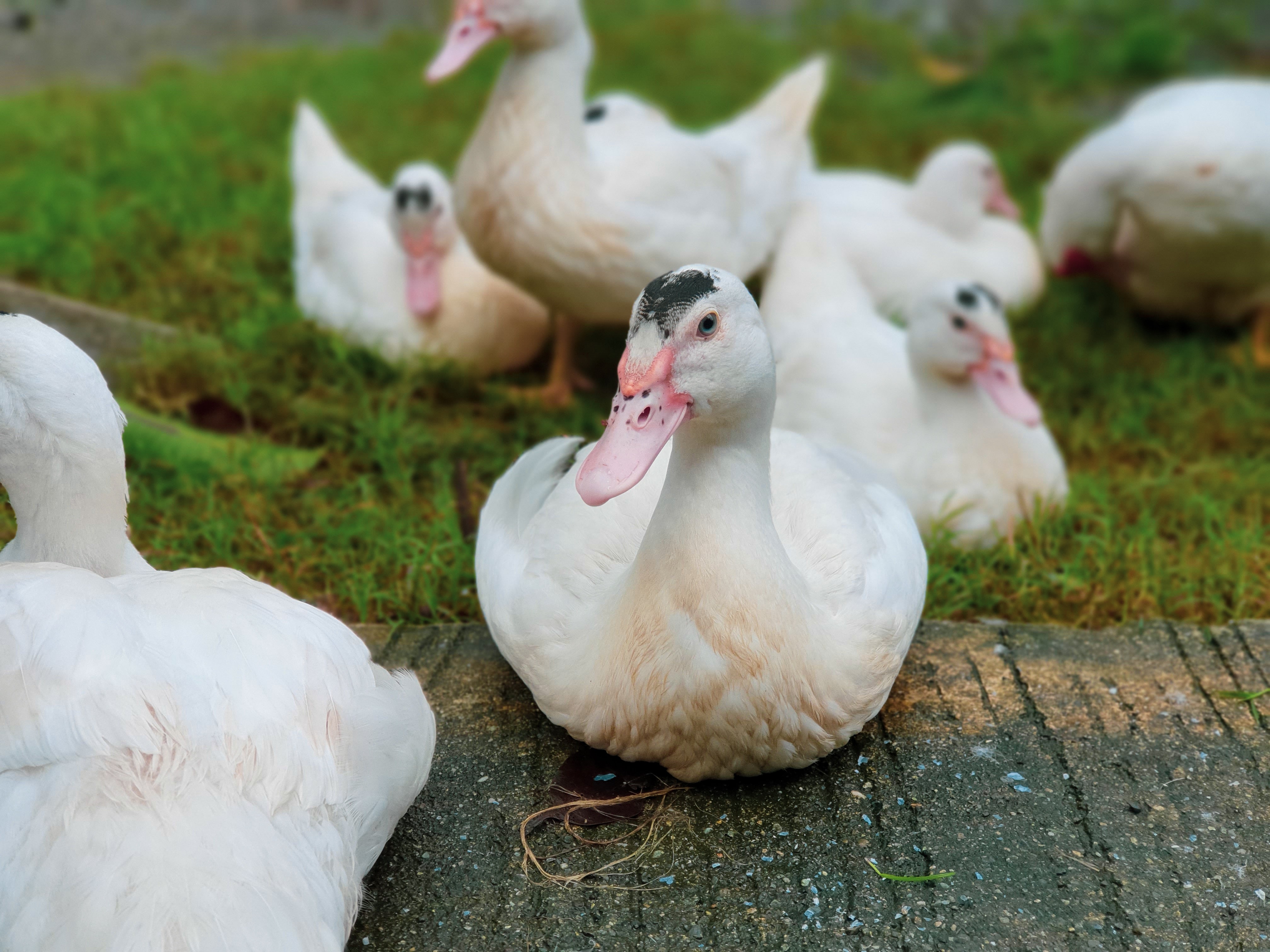 Vogelgrippe: Infektion einer Entenfarm bestätigt