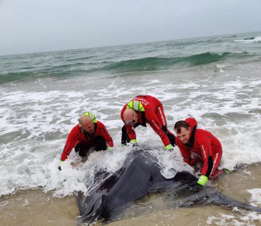 Weihnachtsgeschichte im Hérault: Ein 150 kg schwerer Rochen, der in Marseillan gestrandet war, wurde von der Feuerwehr gerettet