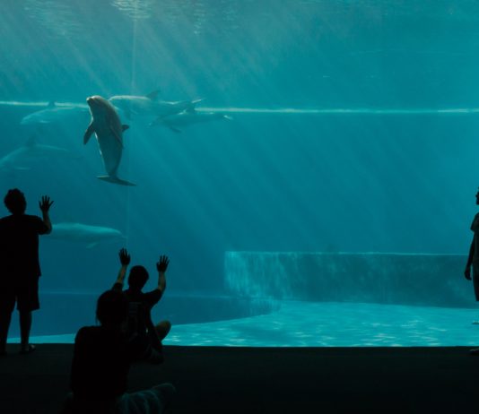 Der Parc Asterix schließt sein Delphinarium wegen der Debatte über Tiermissbrauch