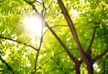 Mehr Grün in die Städte!