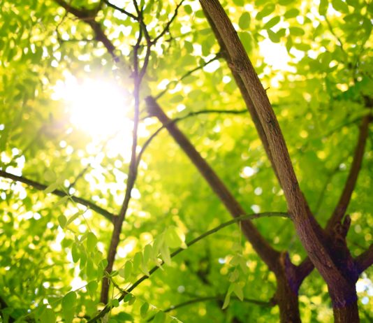 Mehr Grün in die Städte!