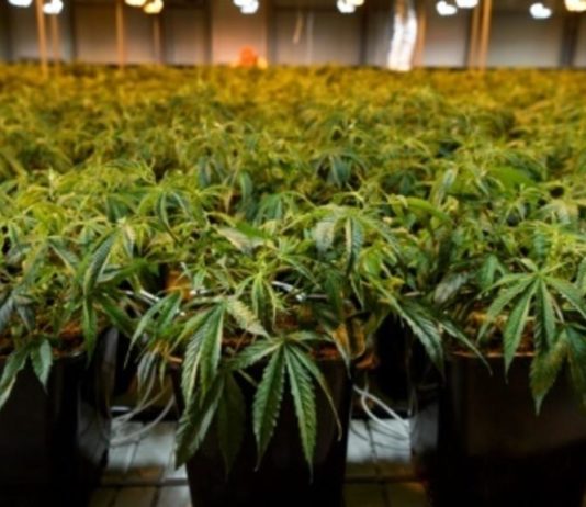 Puy-de-Dôme: Cannabispflanzen in Supermärkten verkauft?