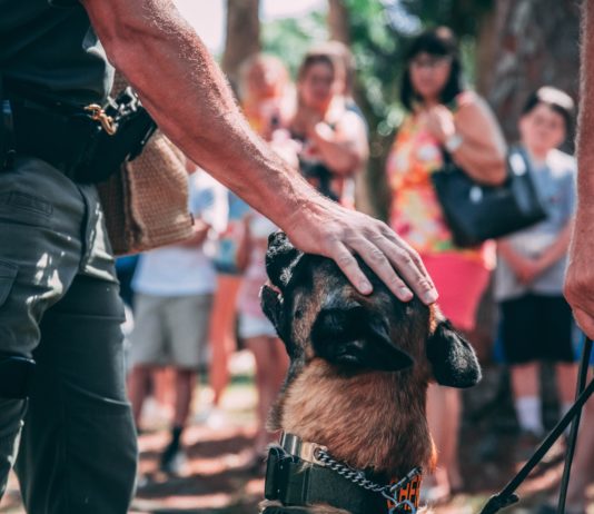 Gironde: Hunde auf Covid-Spuren im menschlichen Schweiß trainiert