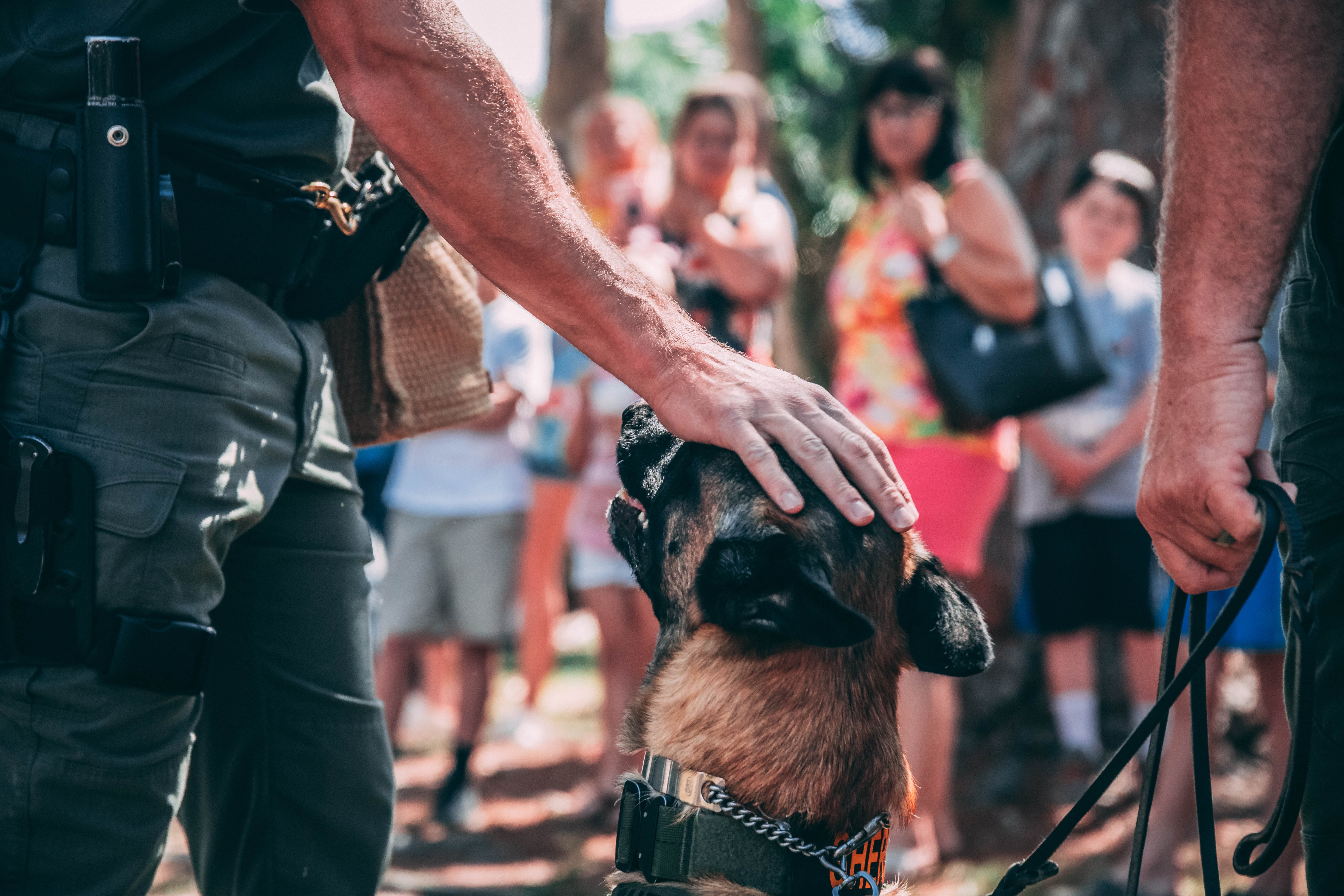 Gironde: Hunde auf Covid-Spuren im menschlichen Schweiß trainiert