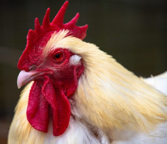 Justiz: Die Klänge unserer Natur sind jetzt gesetzlich geschützt