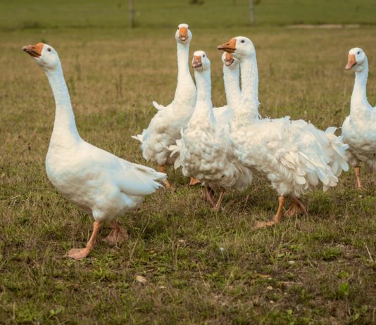 Vogelgrippe: Bereits mehr als 200.000 Enten geschlachtet und 400.000 kurz vor der Schlachtung