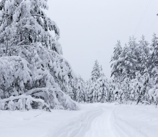 Verschiebung des Polarwirbels: Wird Frankreich von einer Welle eisiger Kälte getroffen?