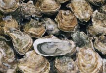 Verschmutzte Austern im Becken von Arcachon: Ermittlungen gehen weiter Austern