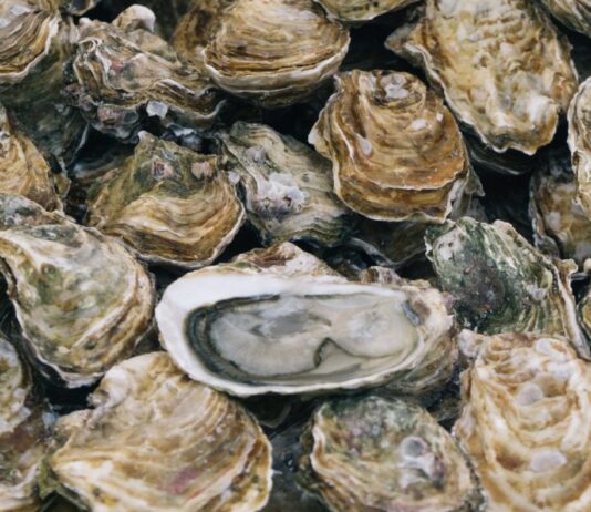 Finistère: Austernzüchter entdecken eine Auster mit einem Rekordgewicht von 2,22 kg Austern