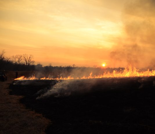 Umwelt: Große Waldbrände verursachen Algenblüten in Tausenden Kilometern Entfernung