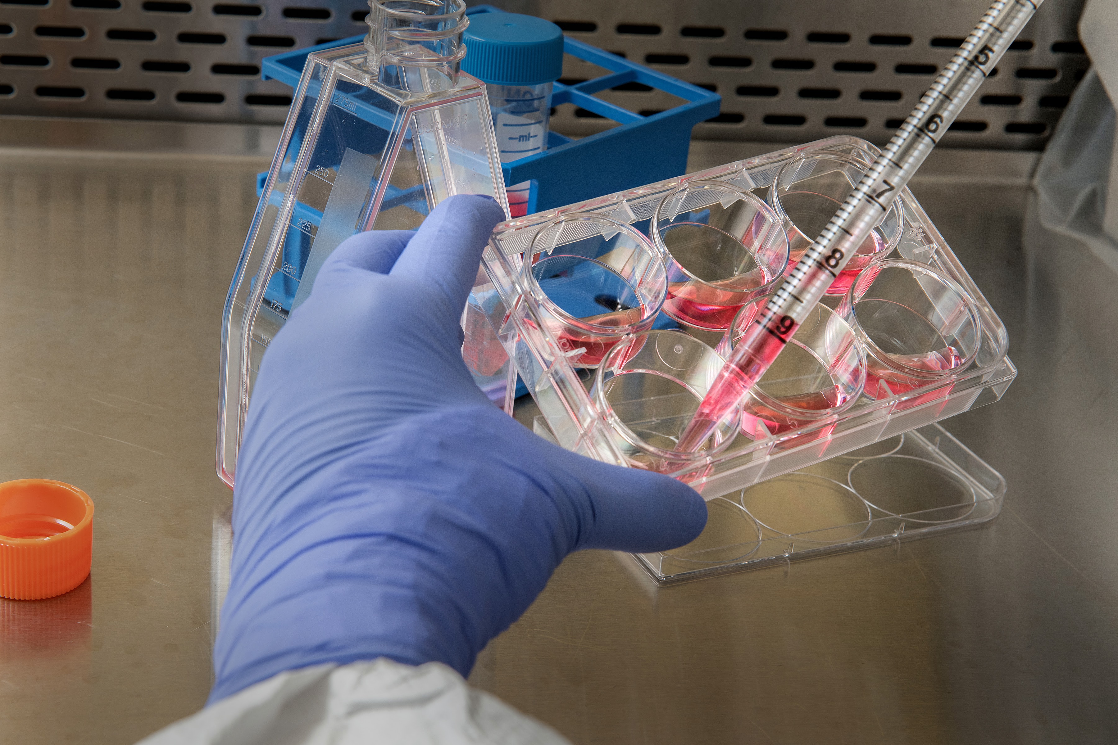 Covid-19: Müssen wir uns über die neue bretonische Variante Sorgen machen?
