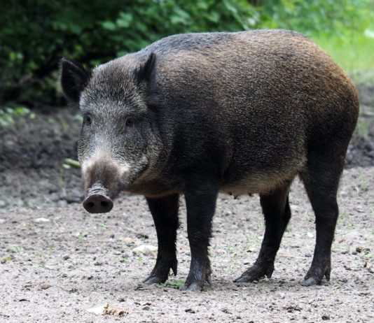 Dordogne: Jäger wird bei Treibjagd auf Wildschweine von einem anderen Jäger getötet