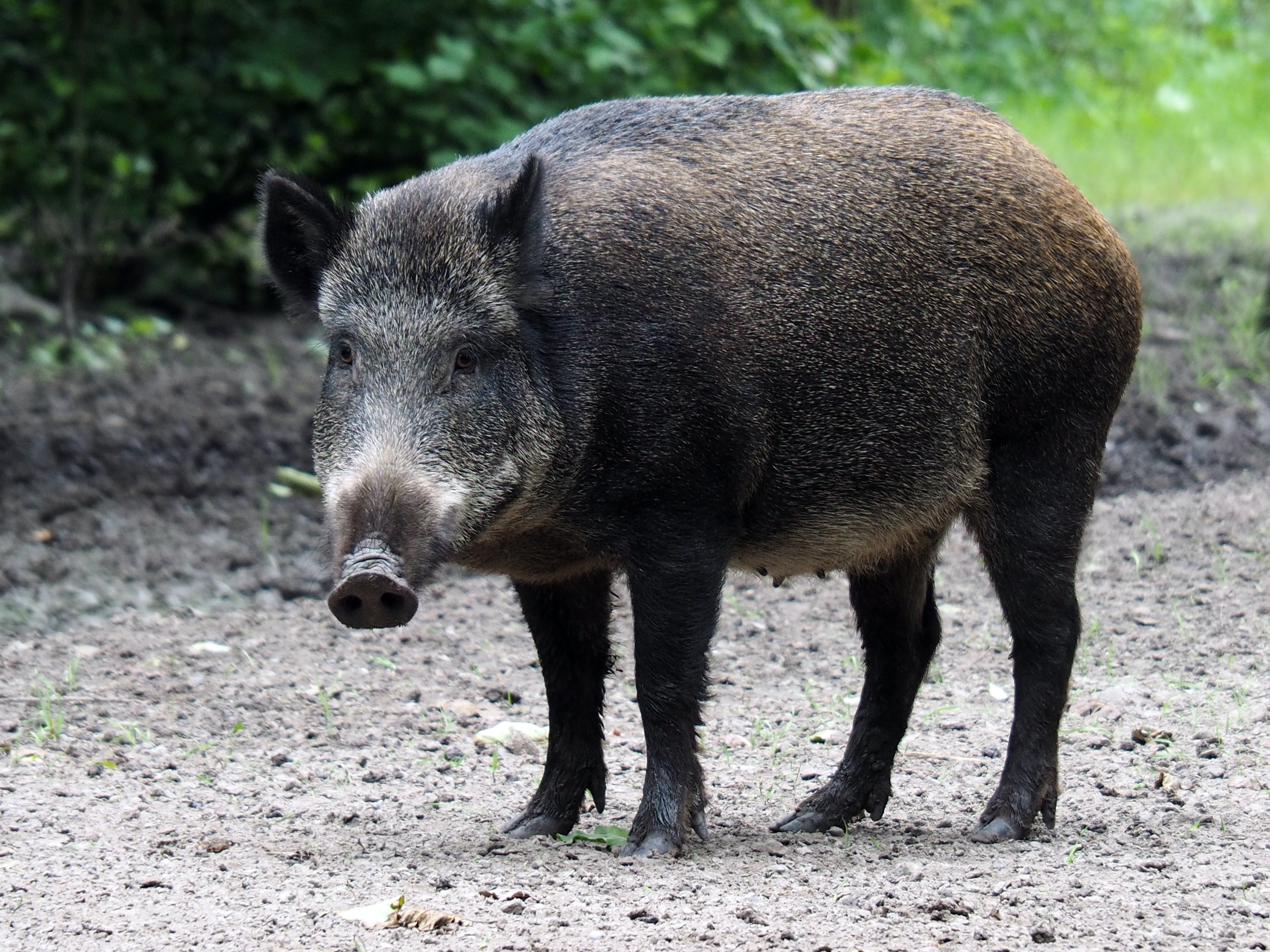 Umwelt: Wenn Wildschweine in städtische Gebiete eindringen