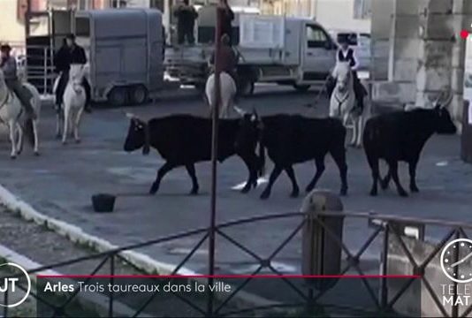 Arles: Drei Stiere entlaufen, eine Frau wird verletzt